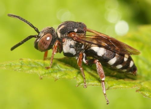 Epeolus variegatus